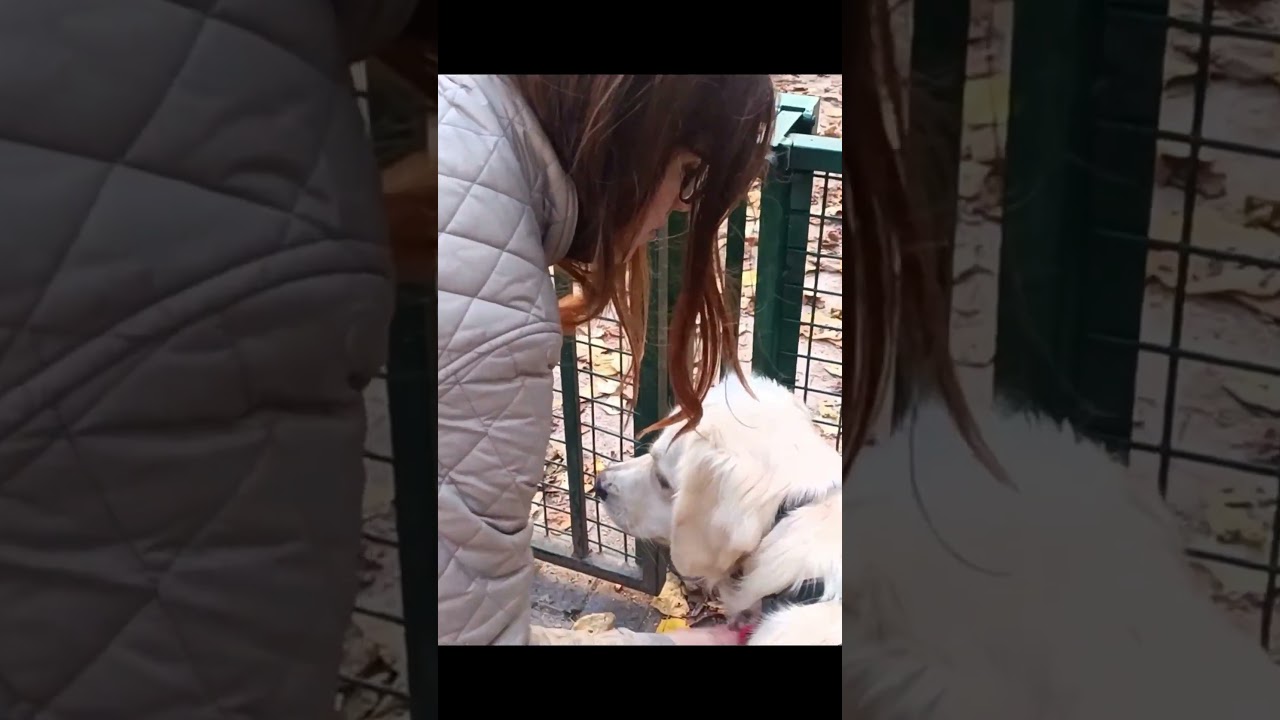 parc canin #vlog #chien #goldenretriever #labrador #drole #humour #mignon #parc #goodvibes