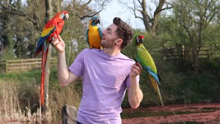 CRAZY MACAWS! | Free flying on lockdown!