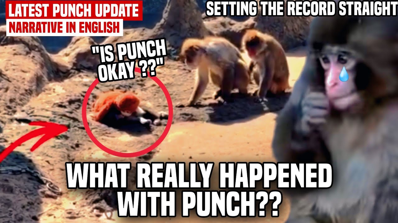 THE TRUTH ABOUT PUNCH'S FALL : WHAT REALLY HAPPENED ??? IS PUNCH OKAY ?? SETTING THE RECORD STRAIGHT