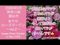 【2026年5月 神奈川県綾瀬市「あやせローズガーデン」vol.2】Ayase Rose Garden in May