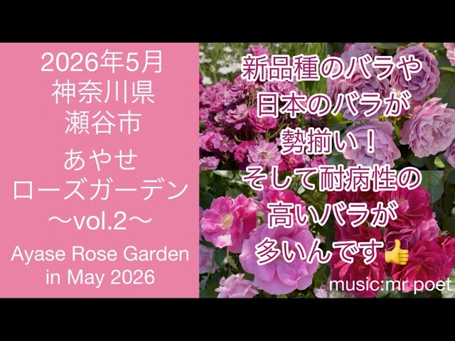 January 2026 Winter Rose Collection ~Old Rose & English Rose~] Old