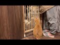 茶々猫はとっても元気で甘えんぼうです!