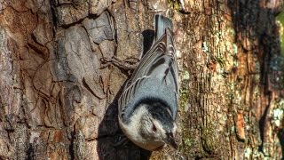 White Breasted Nuthatch and Downy Woodpecker