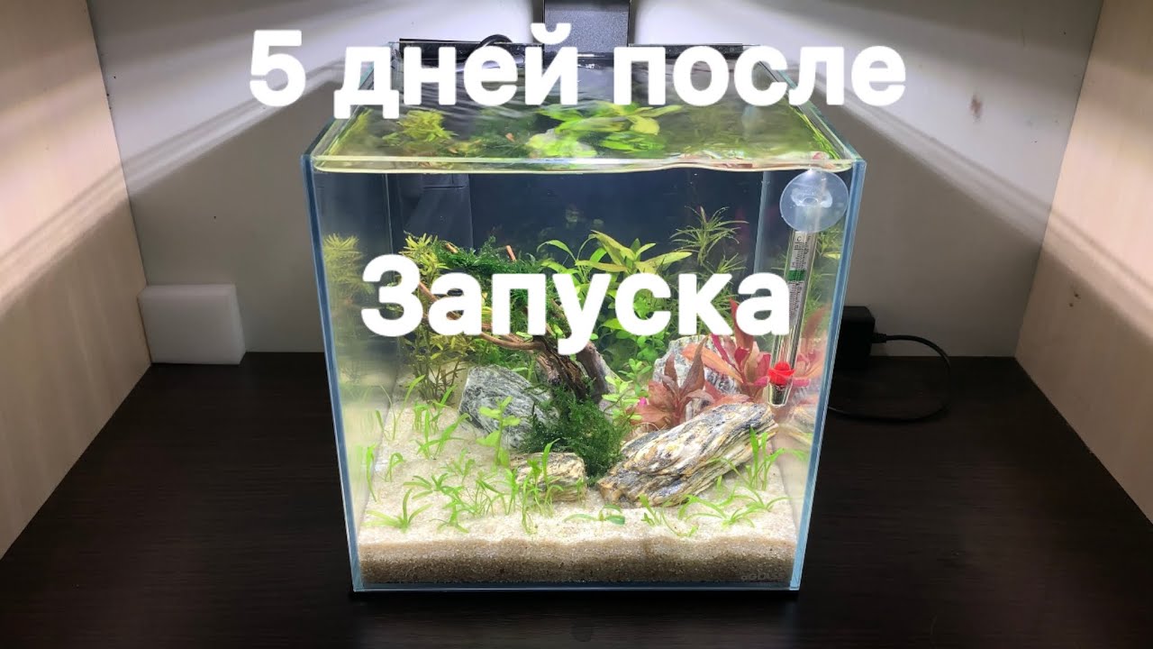Аквариум 10 литров. 5 день после запуска нано аквариума