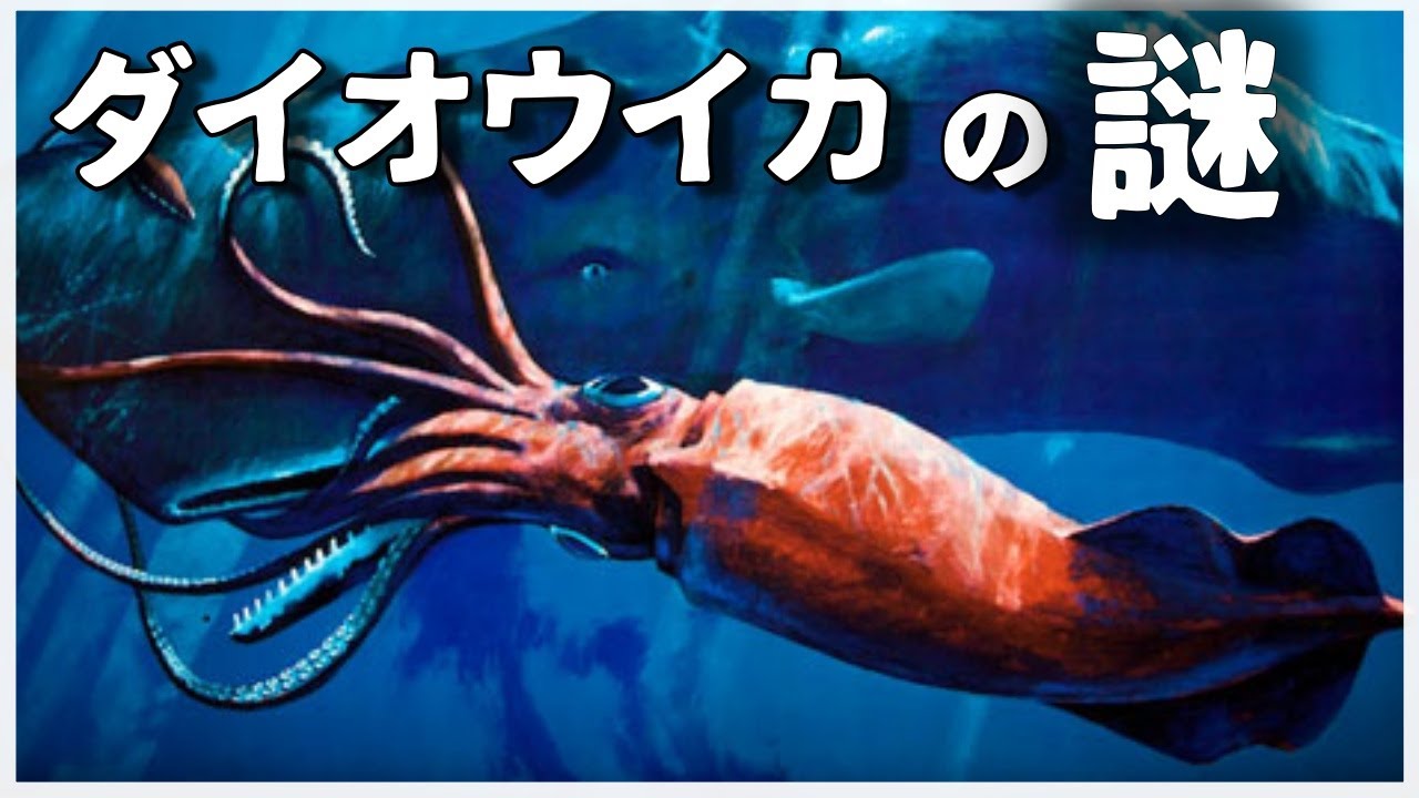ゆっくり解説 クラーケンの正体 ダイオウイカの謎 Youtube