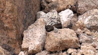 Life in the Mojave Desert