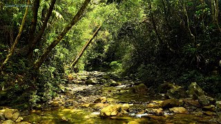 Birds chirping. The stream flows through the majestic forest. Relax, Heal your soul. ASMR by Listen To Nature 687 views 1 month ago 6 hours