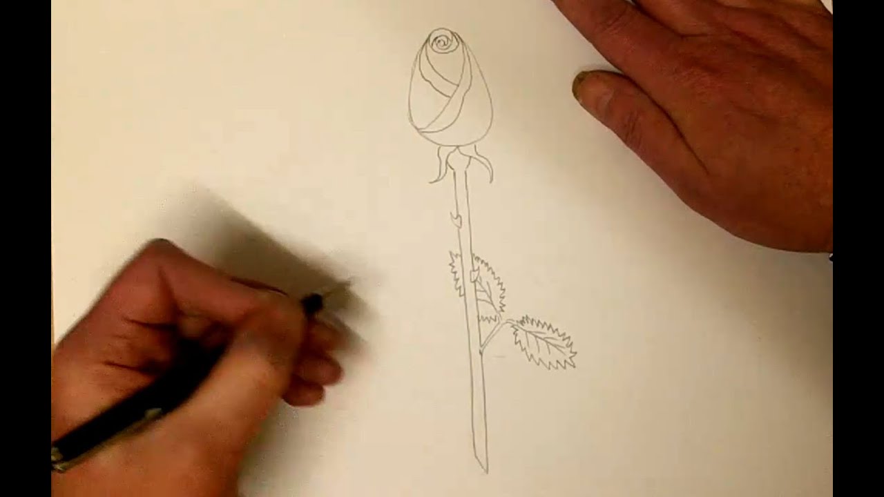 How To Draw A Rose Step By Step Video