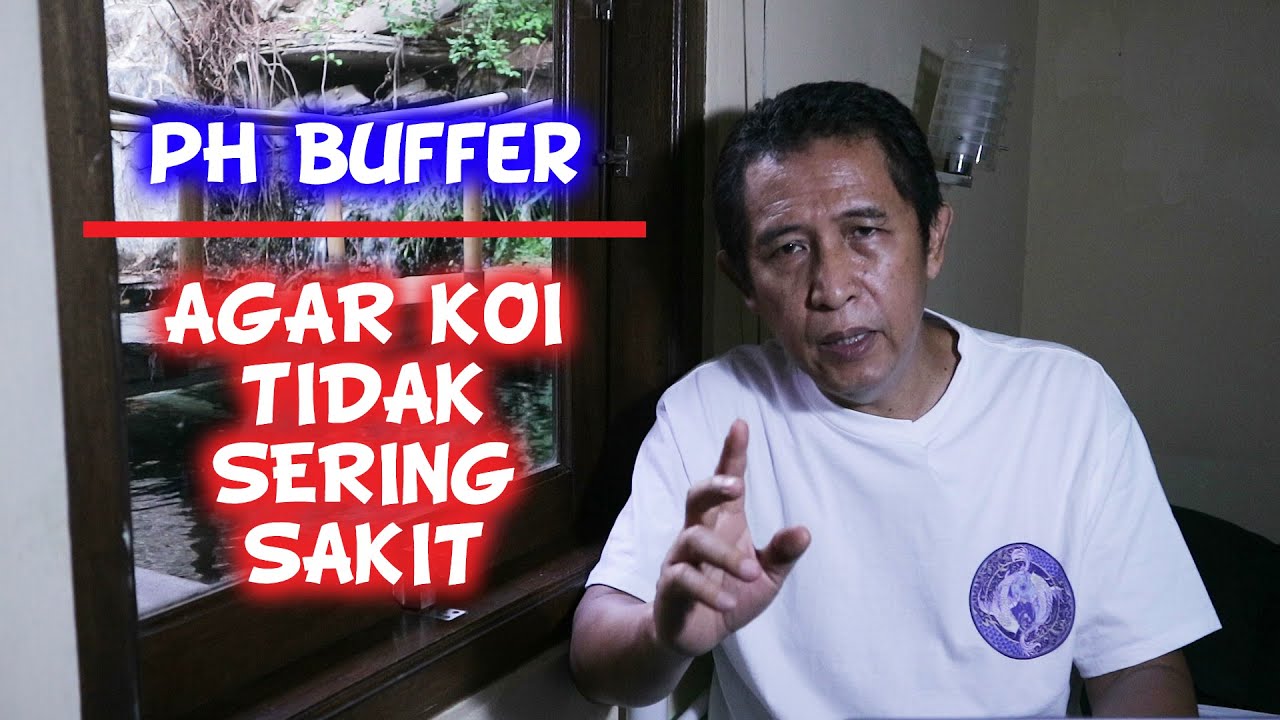 pH BUFFER | Stabilitas Kolam Koi Bag 1 | Tutotial Kolam Koi (37)