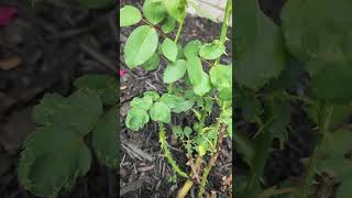 Jackson & Perkins Roses - What's on the leafs of these roses?