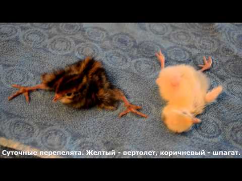 перепелята вертолет и шпагат