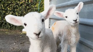 See what happens when a lamb thinks you're mommy