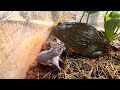 Bullfrog saw a hamster in the swamp / live feeding