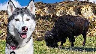 Did My Husky Get CLOSE To this Bison?