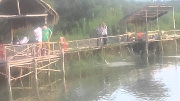 CÂU CÁ TRA - HỒ CÂU AO SEN