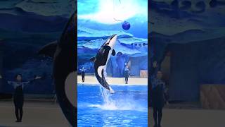 This baby orca ball jump altered my brain chemistry 😍 #orca #killerwhale #chimelongspaceship