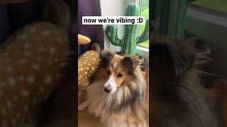 Just vibing with a dog #cute #sheltie #dog