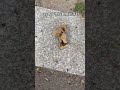 Unity of knowledge and action#Decompress#Fallen leaves#Crisp sound#asmr sleep aid video