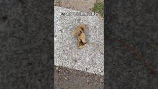 Unity of knowledge and action#Decompress#Fallen leaves#Crisp sound#asmr sleep aid video