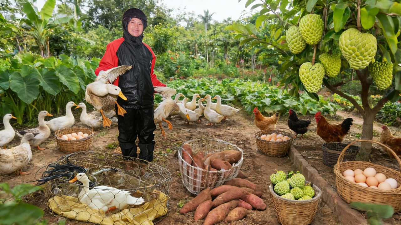 Harvest: Ducks, Chicken Eggs, Custard Apples To Sell At The Market – Garden, Raise Livestock
