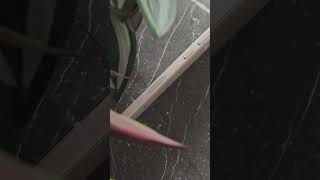 Honor 600 Lite: «яблочный» дизайн по другой цене