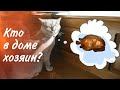 Голуби завадили коту розслабитись. / Pigeons prevented the cat from relaxing.