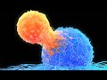 T Cell Biology and Function