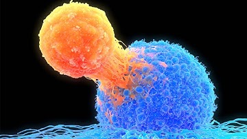 T Cell Receptor Activation