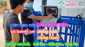 Cân điện tử cân heo nái 500kg cảm biến trên có bánh xe - trại anh Tuấn ở Suối Rao Châu Đức Vũng Tàu