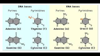 64 Codons Chart