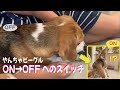 【Vlog vol.30】気持ちよくスカート破りしてたところから家族を守るための雄叫びにスイッチする愛犬#beagle #doglover #dog #ビーグル #犬の謎#サイレン#遠吠え