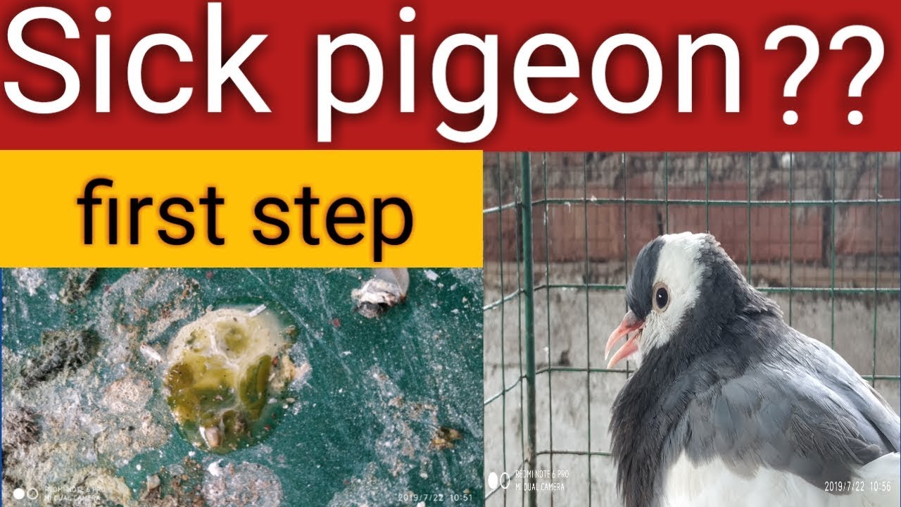 অসুস্থ কবুতরের প্রথম পদক্ষেপ/The first step of treating a sick pigeon