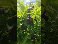 The Most Satisfying Berry Harvest You'll See Today! 🍒✨