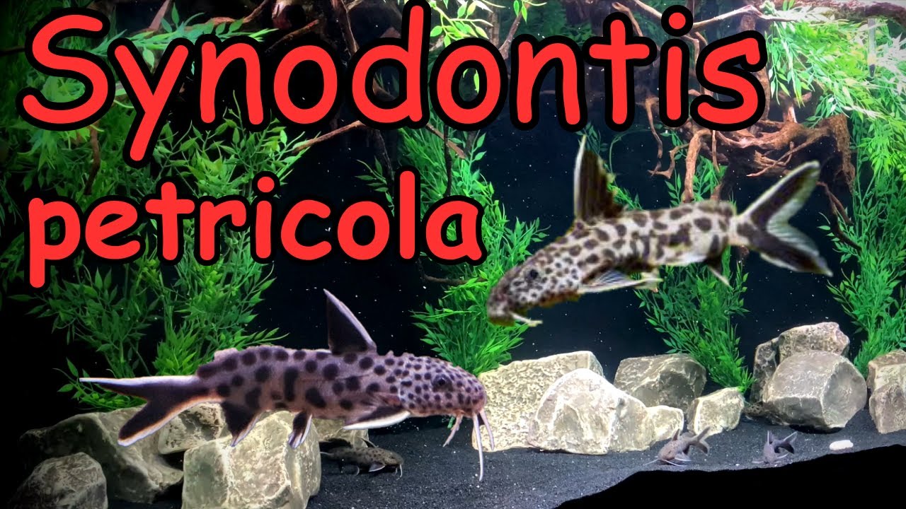 Synodontis petricola Catfish YouTube