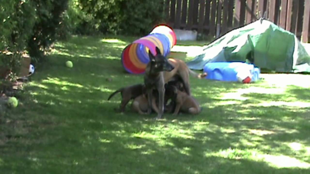 Belgian Malinois puppy playing , B-litter DMC-kennel "von Bradenton" - YouTube