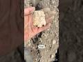 Type? #arrowhead #rockhounding #ancientrelics #americanindian #artifacts #artifacts #arrowheads