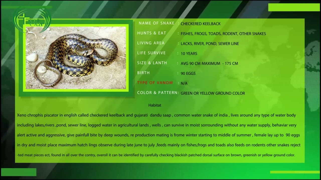 snake oil checkered keelback snake information & guideline in [hindi/gujarati/english]for our | by arjun