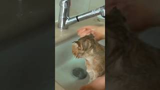 How To Bathe An Evil Cat At Home? Its Not Easy 