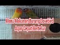 Makanan Burung Lovebird Supaya Cepat Gacor