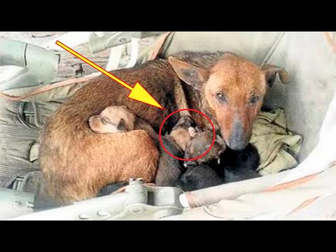 Мужчина взглянул на собаку и ее щенят, как вдруг увидел торчащую руку, от такого мурашки по телу