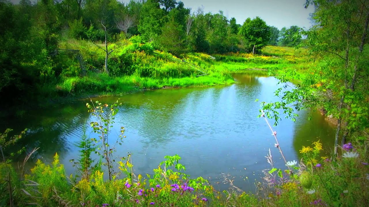 2 Hour Relaxing Pond Scene with Bird Song - Soothing ...