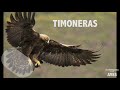 Dia Internacional de la Aves Migratorias - Cuacos de Yuste