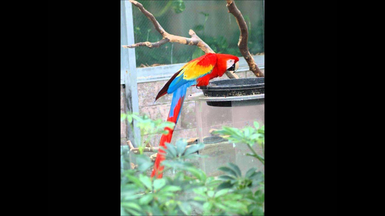 Burung Kakak Tua (Parrot)《鹦鹉》 - YouTube