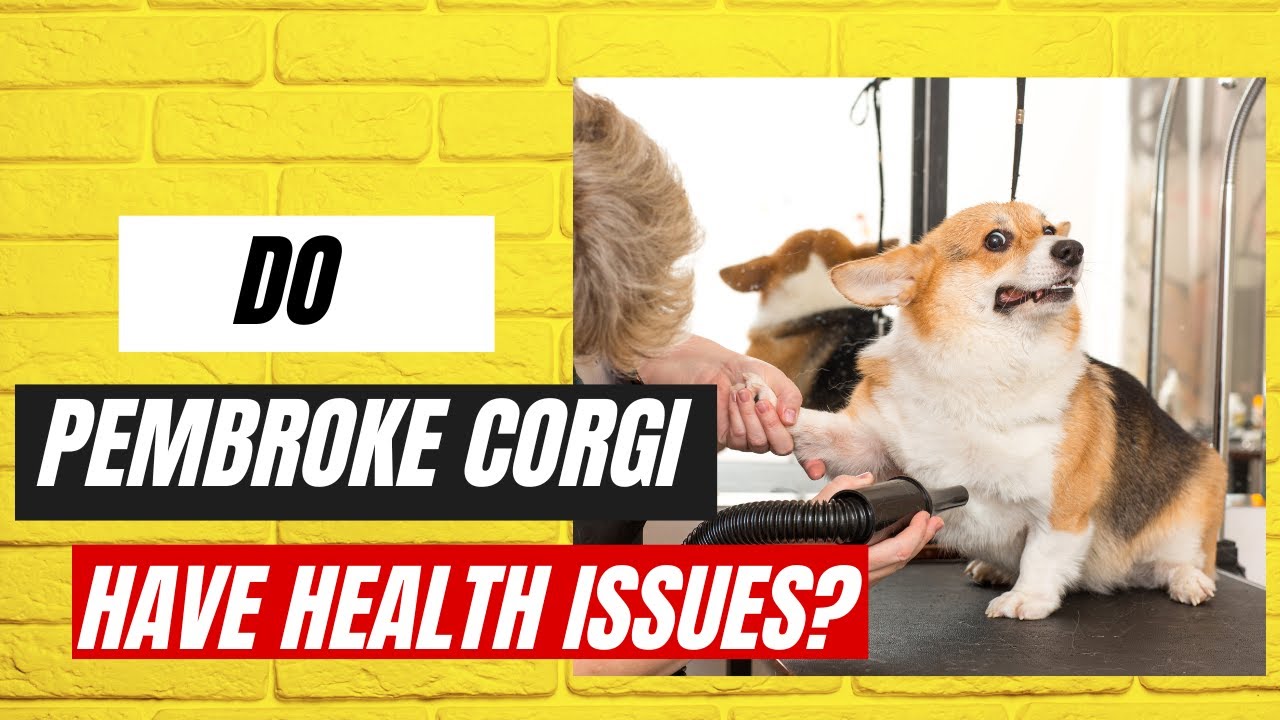do-corgis-have-health-issues-youtube