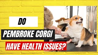 Do Corgis Have Health Issues?