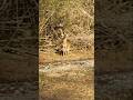 A very young buck!