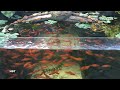 Aquarium (Swordtail fish) after 14 months 😍 hồ cá (Hồng kiếm) sau 14 tháng
