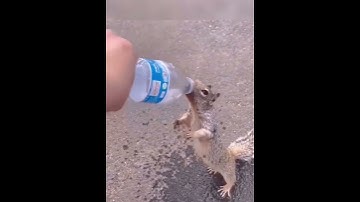 Chú sóc nhỏ đi xin nước uống #shorts #cute