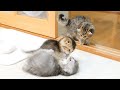It was so cute to see these tiny kittens running around trying to pick a fight!