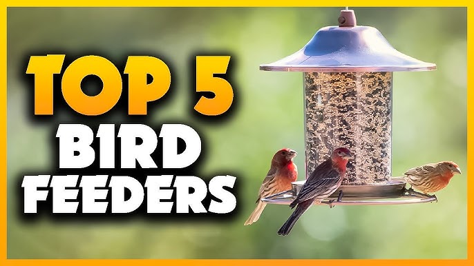 10+ Best Bird Feeder Cameras in 2023